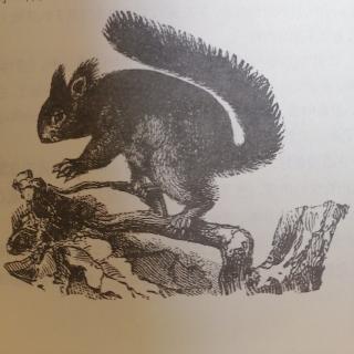 动物素描——松鼠