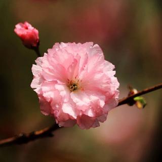 王菲（上）：流行天后，也曾是拼命三娘*桃花🌸女王