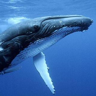 白噪音‖深海鲸鱼