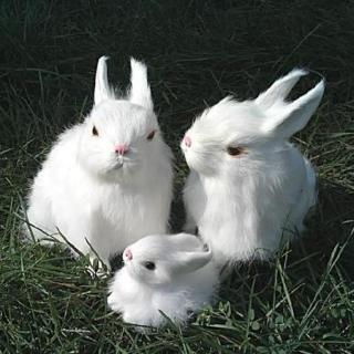 【睡前故事】-大兔子和小兔子