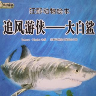【晚安故事256夜】追风游侠—大白鲨