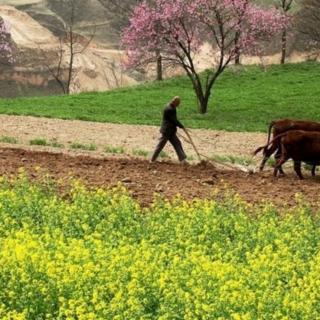 《又见黄花遍地开》文 故园情思 诵 雪花飘飘