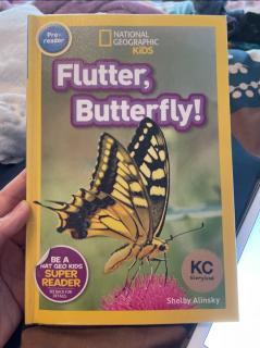 Flutter, Butterfly