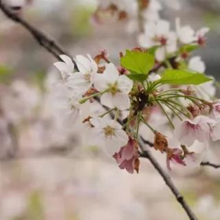 木兰花晏殊之二浅解