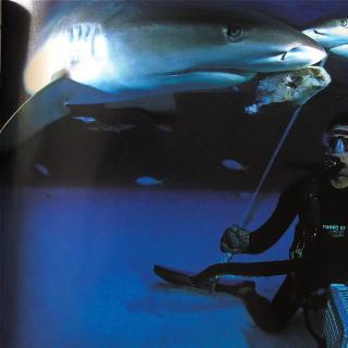 美国国家地理 |《与鲨鱼面对面》：3.拯救鲨鱼