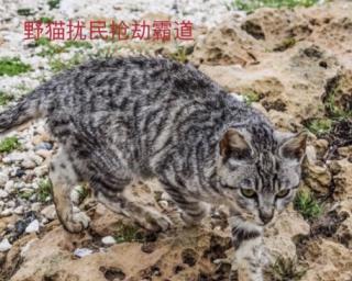 十二：野猫扰民抢劫霸道