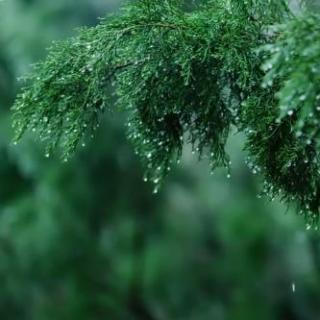 自然治愈 _ 清澈的小雨与轻音乐