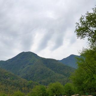 母鸡和蜂