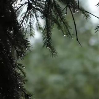 初春后院的小雨与雨声