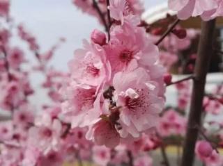 桃花系列（四）桃花潭/纤夫