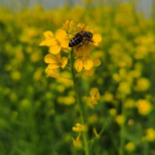 《雨的随想》节选  作者：汪国真