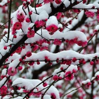 《蝶恋花•咏雪梅及联想防疫》文 浩洋 诵 雪花飘飘