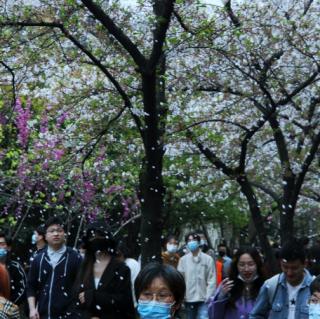 观落樱偶感  启发