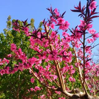 《赏春花》作者：收获的季节 诵读：收获的季节