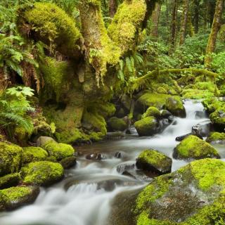  森林小溪流水的声音 自然治愈
