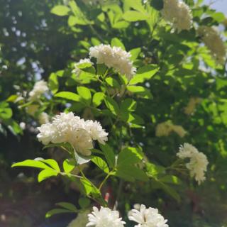 《在诗经里与诗经相遇》节选 作者：碑林路人