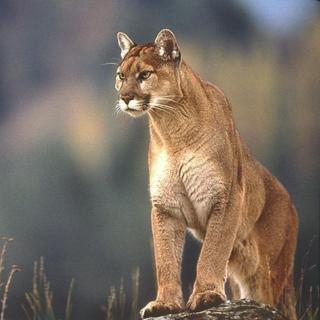 1. 逃遁的美洲狮 (A puma at large)