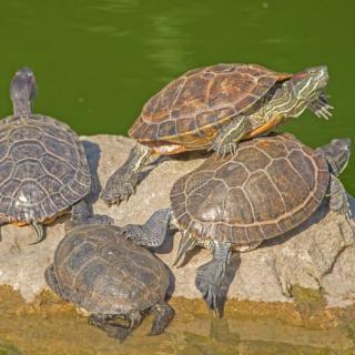 《烏龜Turtles》