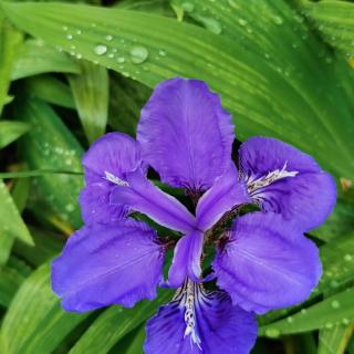 今日谷雨