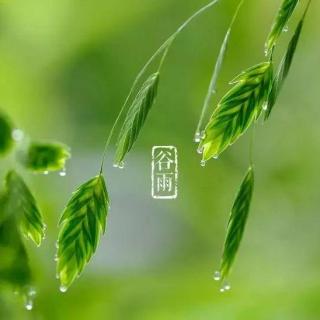 日课｜今日谷雨，你知道英文怎么说吗？