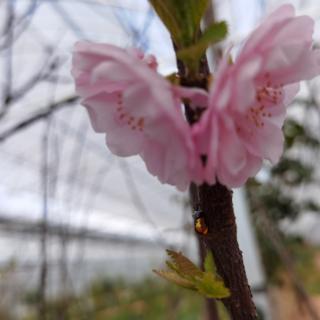 把自己变成一朵花