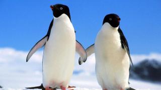 南极的绅士@企鹅（penguin）