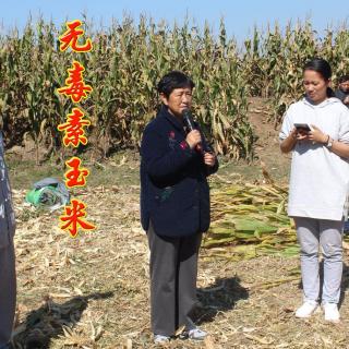 无毒素玉米 中国无毒粮 清净无垢放心粮实验田