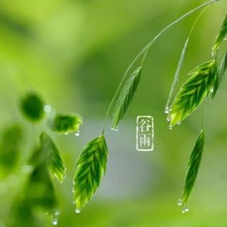 《二十四节气》6.谷雨