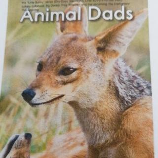 Animal Dad