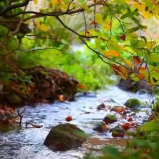 大自然的声音——溪流潺潺流水声