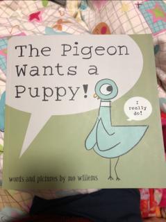 鸽子系列-The pigeon wants a puppy!