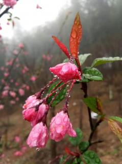 D90、雨中的鹦鹉