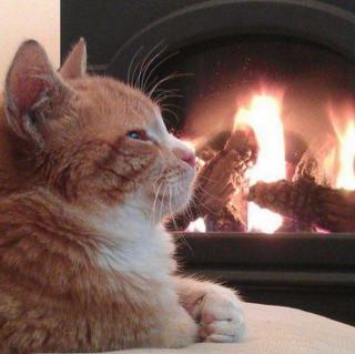 【火类暖心白噪音】冬日猫咪躺在火炉旁打盹