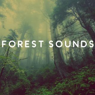 宁静的森林‖森林冥想