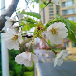 燕子来时，陌上花开