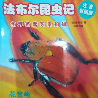 法布尔昆虫记——花金龟