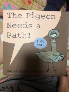 鸽子系列-The pigeon needs a bath
