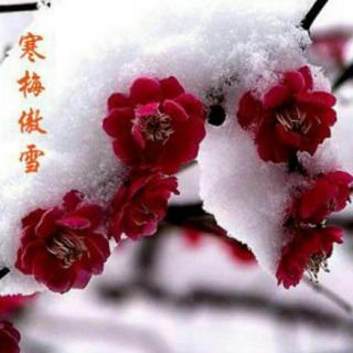 《临江仙•咏梅.》文 浩洋 诵 雪花飘飘