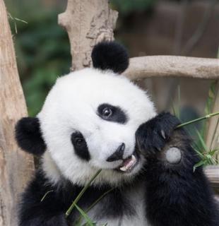 歌曲《可爱的大熊猫🐼》