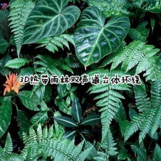 【3D热带雨林】大自然环境白噪音