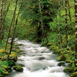 山坡上划过巨石的流水声