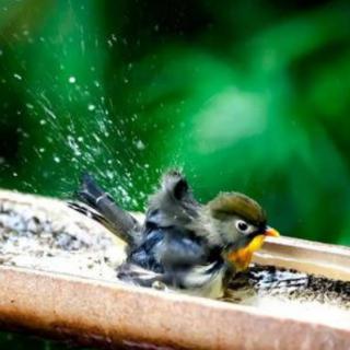 【鸟儿在洗澡】大自然动物助眠白噪音