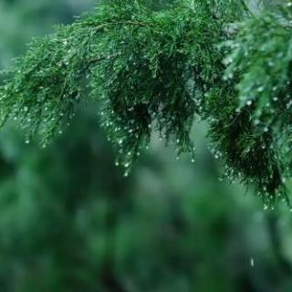 公园中的小雨与环境音