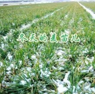 《在冬天的麦苗上，看到了中国的春天》阿紫