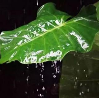 【雨季白噪音】雨打芭蕉☔️