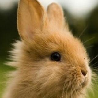 坚持，小兔胜利了！