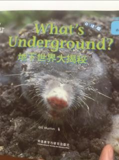 What 's Underground？