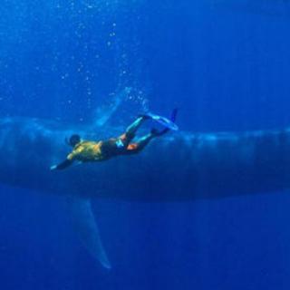 【海洋助眠白噪音】无人机航拍与蓝鲸共泳
