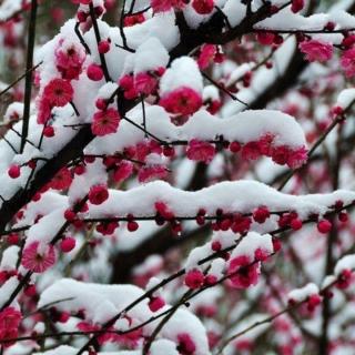 《感梅•非因雪片催梅早》文 浩洋 诵 雪花飘飘