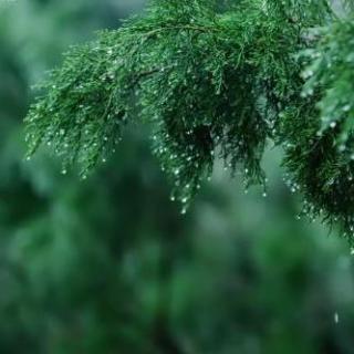 睡眠用雨声 - 2.在阿拉巴马州放宽大风早晨的声音